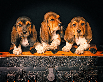 Basset Hounds We Cant Hear You