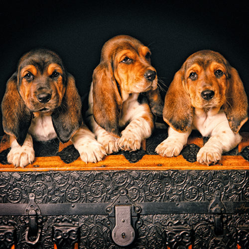 Bassett Hounds Made in Maryland by Maryland Artist by Hagan