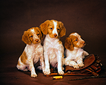 Brittany Spaniels Cards Made in Maryland by Maryland Artist by Hagan