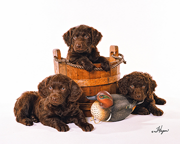 Boykin Spaniels Cards Made in Maryland by Maryland Artist