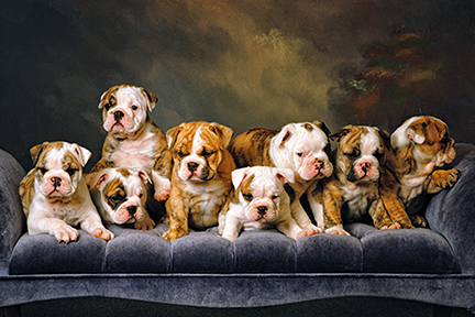 English Bulldogs Cards Made in Maryland by Maryland Artist by Hagan