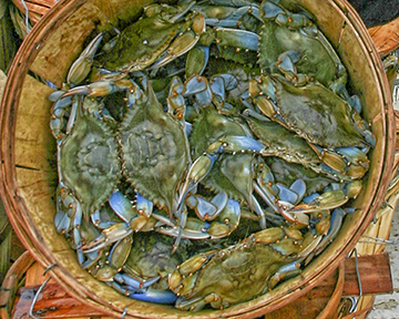 Chesapeake Bay Crabs -8x10-web