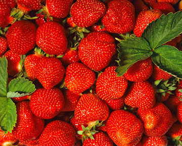 Maryland Strawberrys 4x5-web