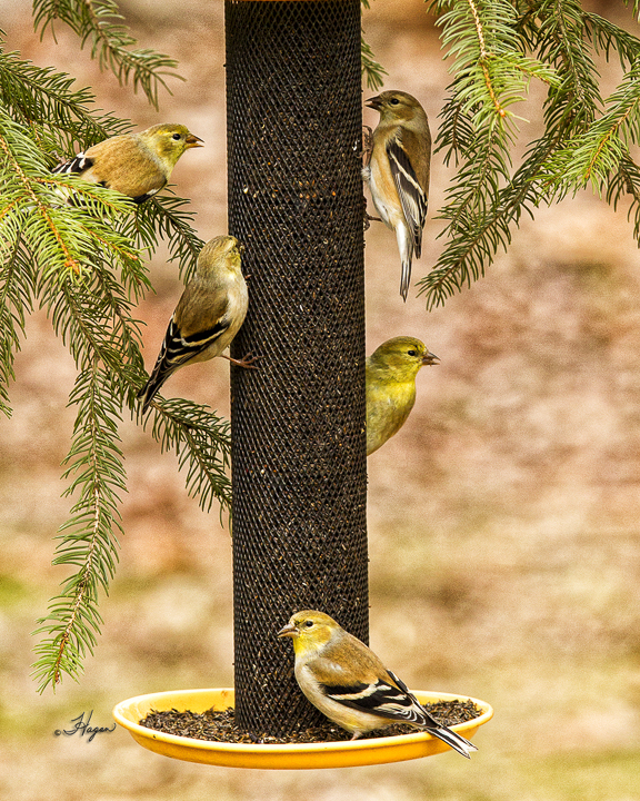 Goldfinches -4x5-web