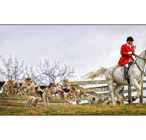 Fox Chasing Hounds & Hunters Cards Made in Maryland by Maryland Artist Note Cards & Portraits by Hagan