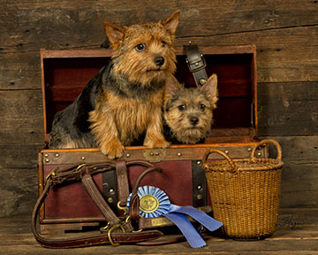 Norwich Terriers 2797-WEB