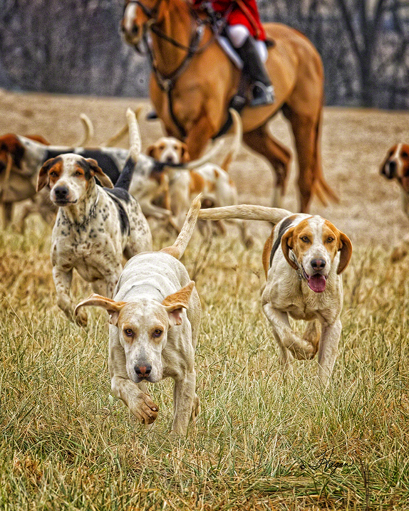 Let the hounds out 8x10_web