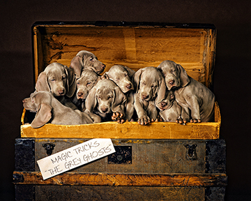 Weimaraners Cards Made in Maryland by Maryland Artist by Hagan