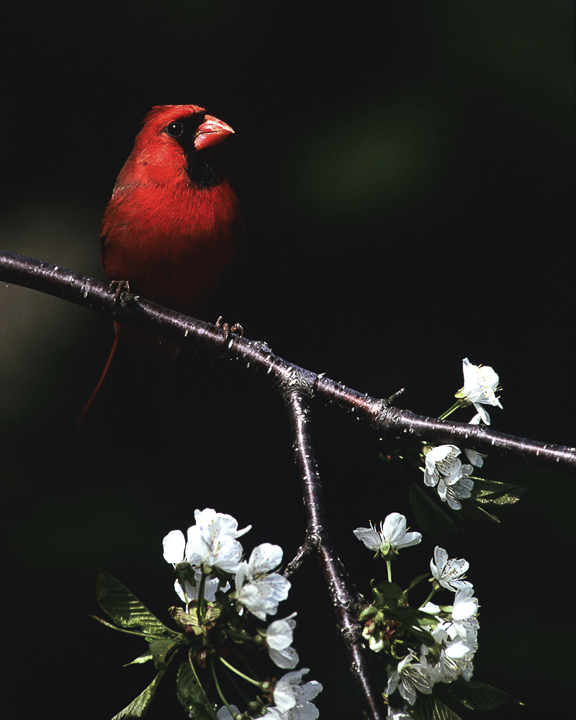 Male Cardinal Cherry Blossom-web
