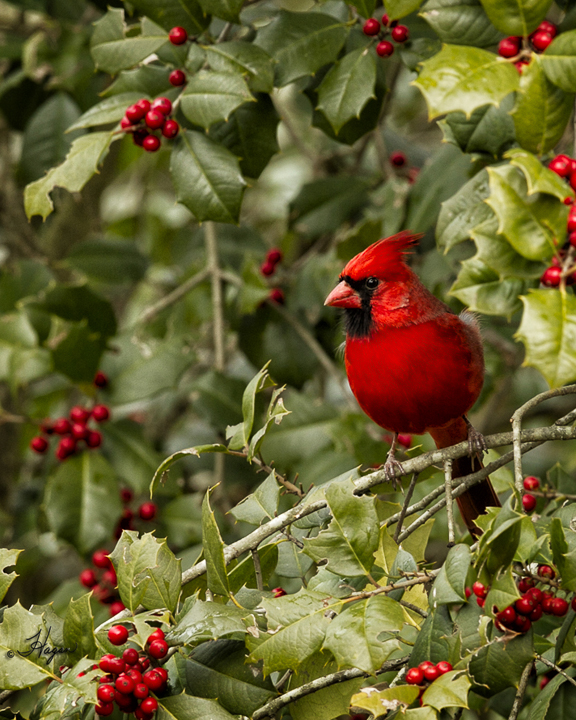 Male Cardinal Holly 3-4x5-web