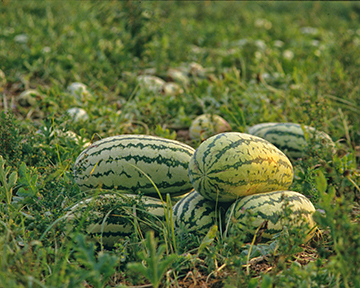 Maryland Water Mellons 4x5-web
