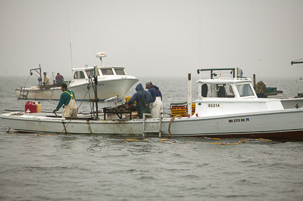 Oyster Diver Boat Culling Oysters-10x15-web-web