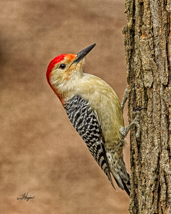 Red-bellied woodpecker -4x5-web