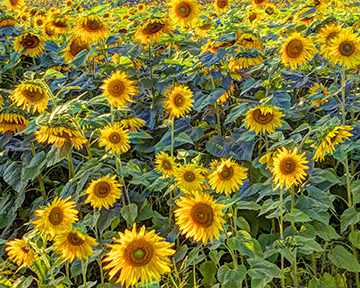Sunflowers -4x5-web
