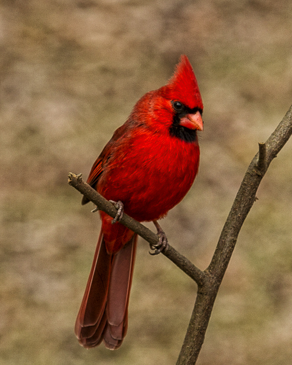 male cardinal5088-web