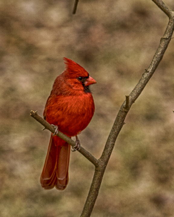 male cardinal5095-web
