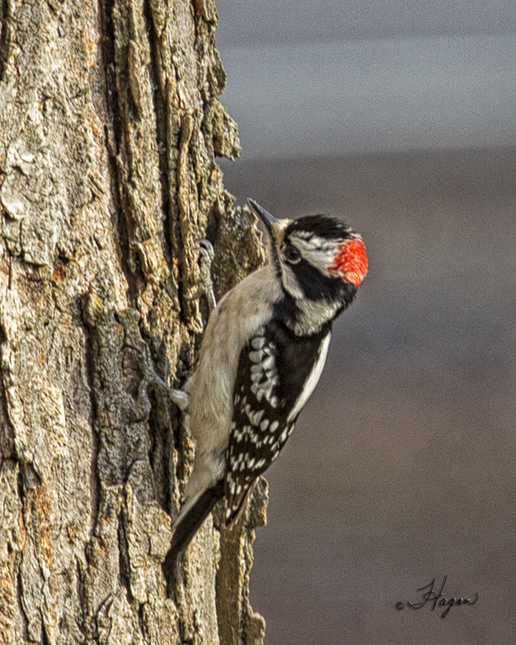Male Downy Woodpecker Note Cards 5256-web